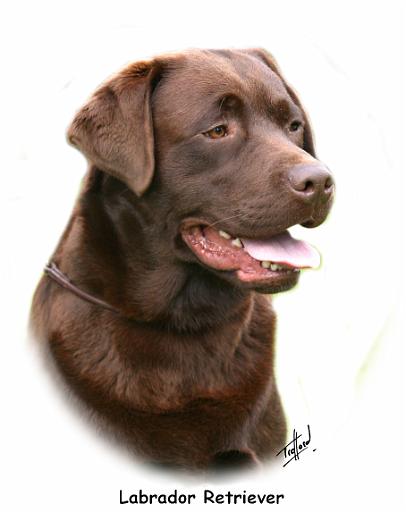 Labrador Retriever 9Y243D-004a.jpg